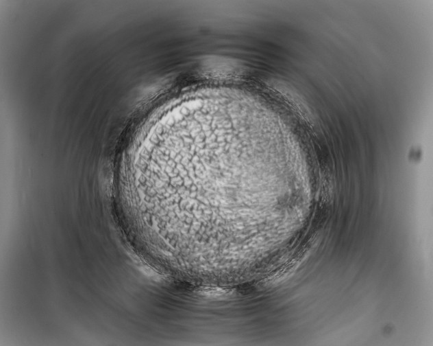 X0000100220453200806131318