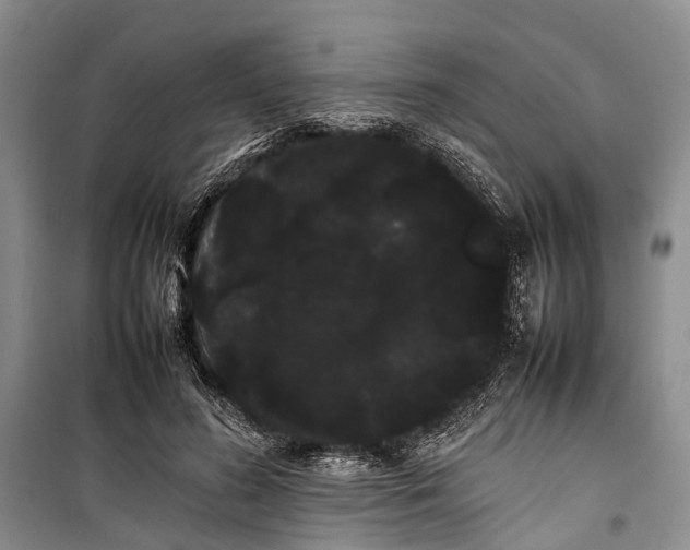 X0000100220596200806131316