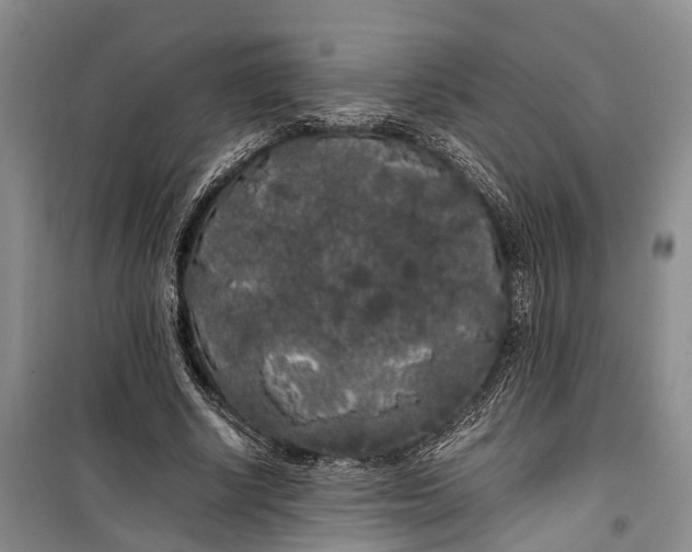 X0000100220634200806131315