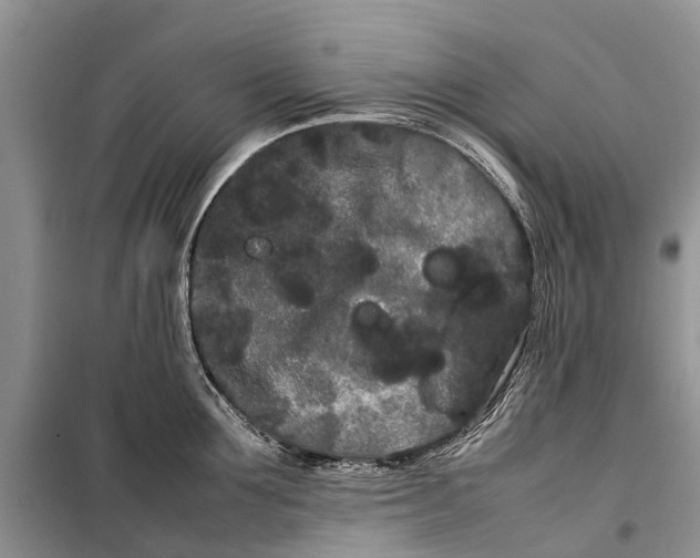 X0000100220907200806131311