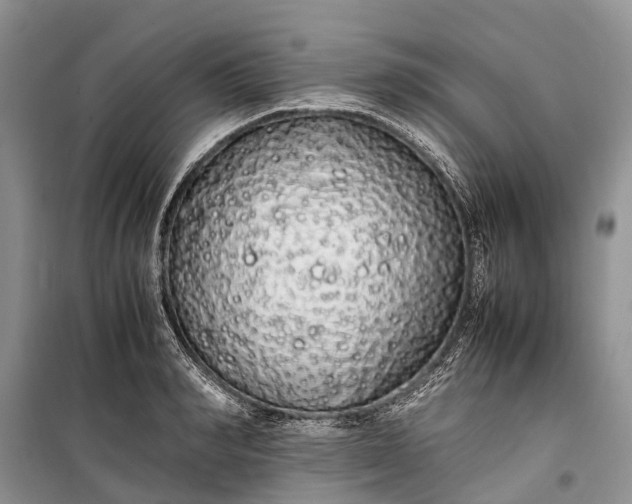 X0000100220990200806131310