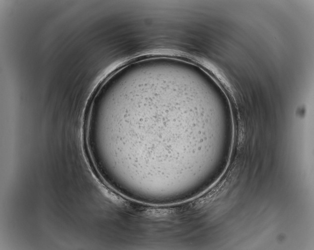 X0000100221237200806131307