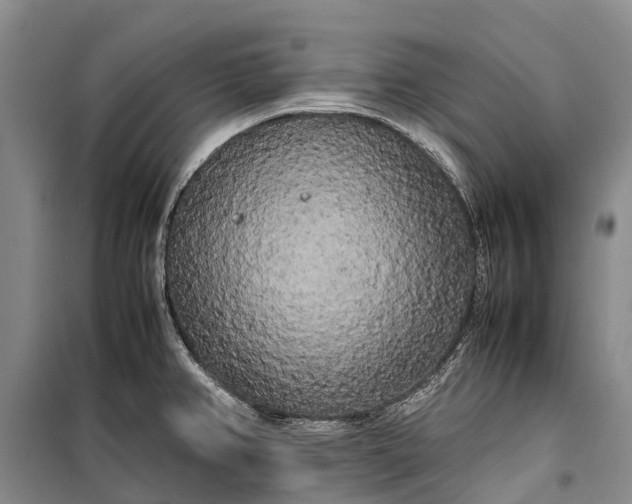 X0000100221382200806131305