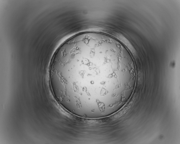 X0000100221436200806131305