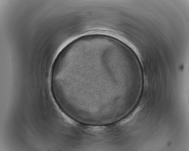 X0000100221533200806131303