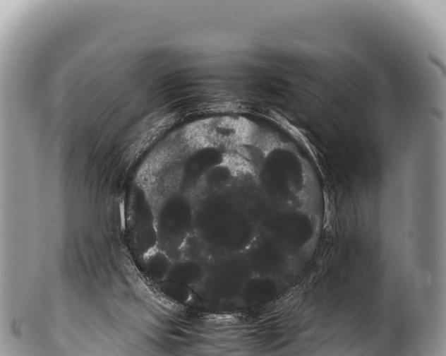 X0000100220061200806201517