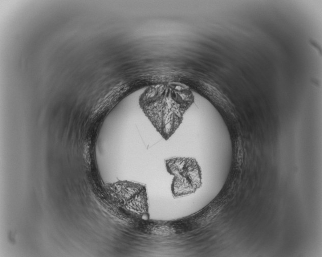 X0000100220258200806201515