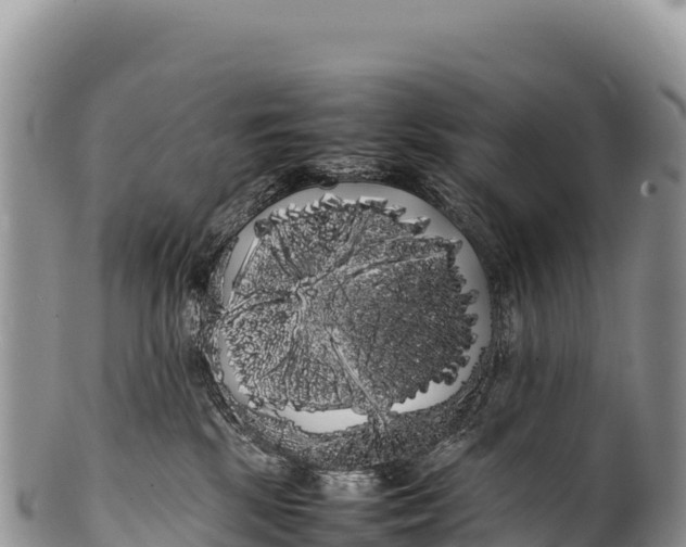 X0000100220281200806201515