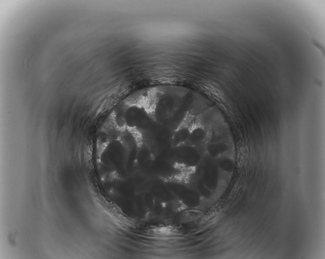 X0000100220365200806201513