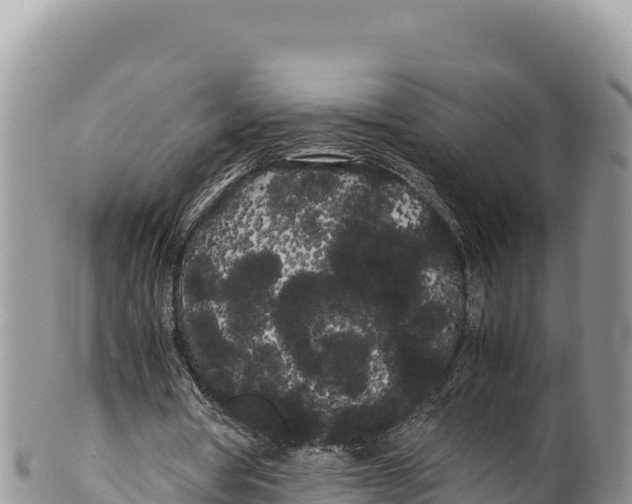 X0000100220386200806201513