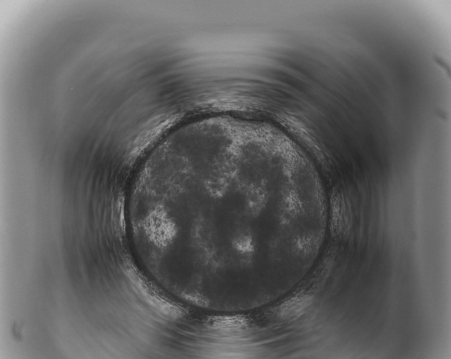 X0000100220398200806201513