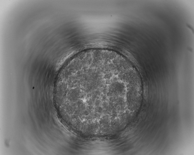 X0000100220434200806201511