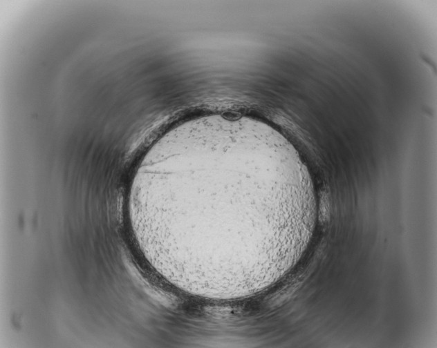 X0000100220448200806201512