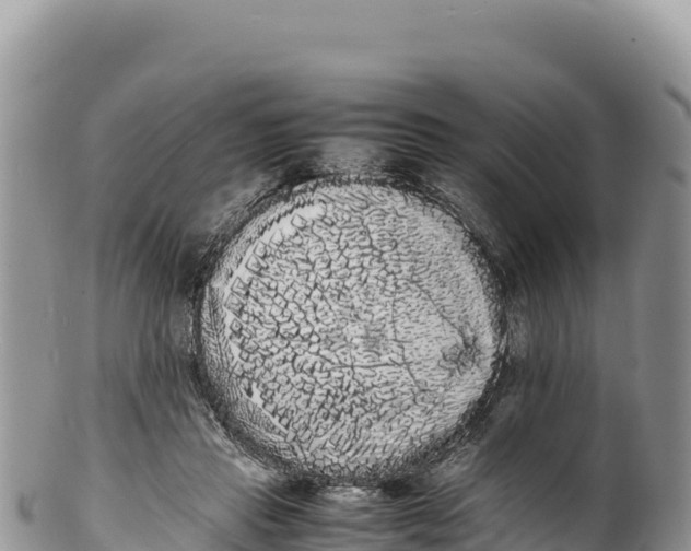 X0000100220453200806201512