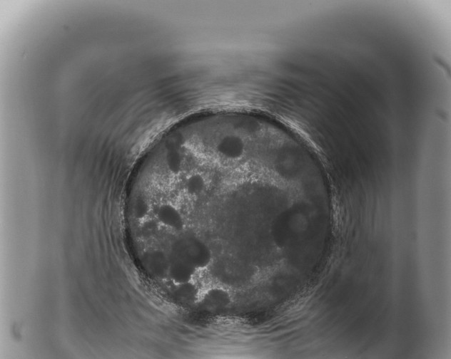 X0000100220487200806201511