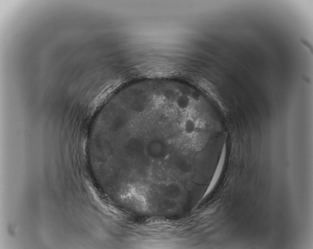 X0000100220491200806201511