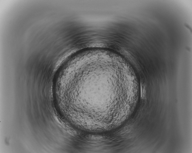 X0000100220531200806201510