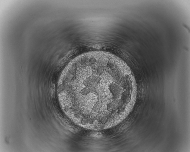 X0000100220656200806201509