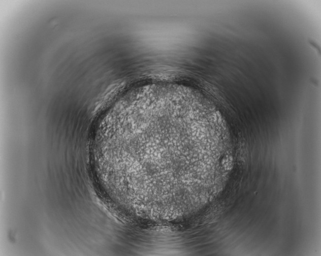 X0000100220738200806201507