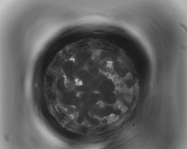 X0000100220765200806201507