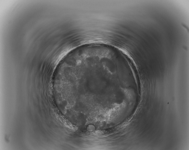 X0000100220879200806201505