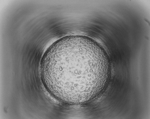 X0000100220990200806201503