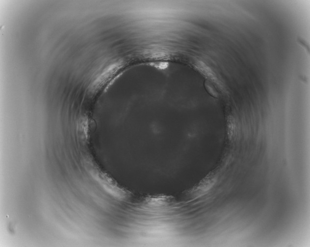 X0000100220072200806271736