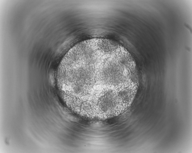 X0000100220074200806271736