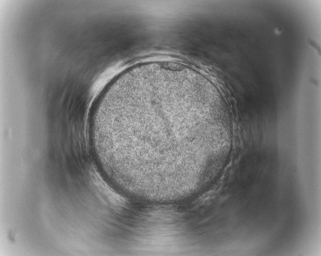 X0000100220296200806271733