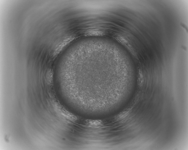 X0000100220355200806271732