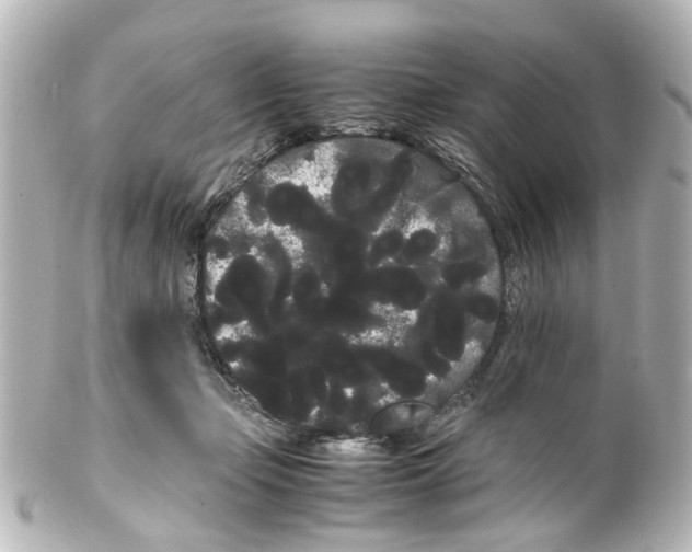 X0000100220365200806271732