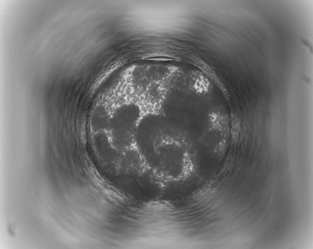 X0000100220386200806271732