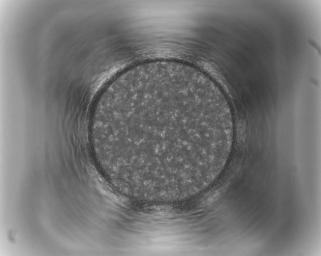 X0000100220395200806271732