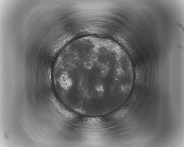 X0000100220398200806271732