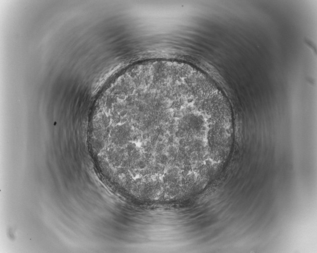 X0000100220434200806271731