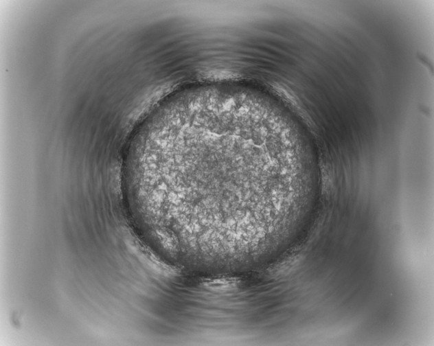 X0000100220447200806271731