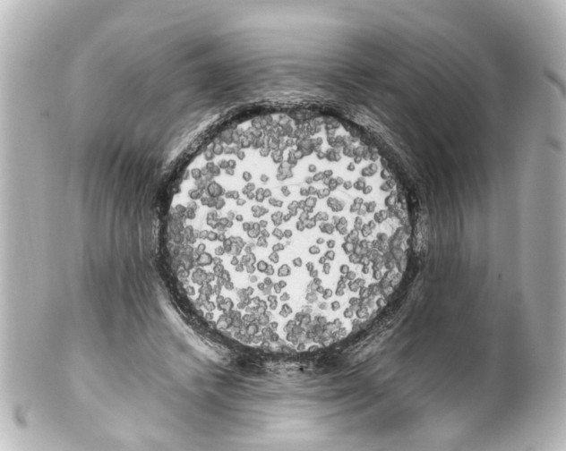 X0000100220448200806271731