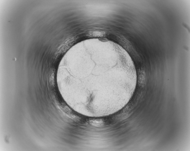 X0000100220552200806271729