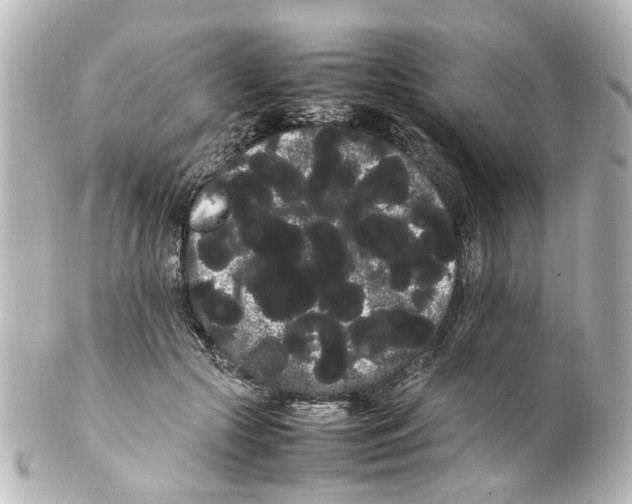 X0000100220553200806271729