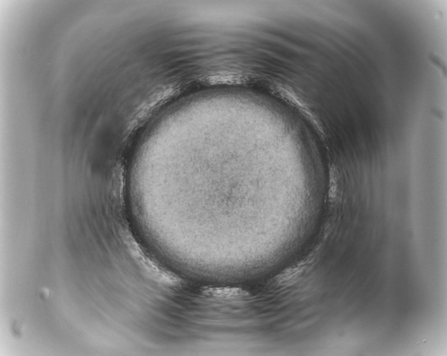 X0000100220637200806271728