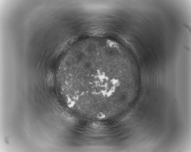 X0000100220641200806271728