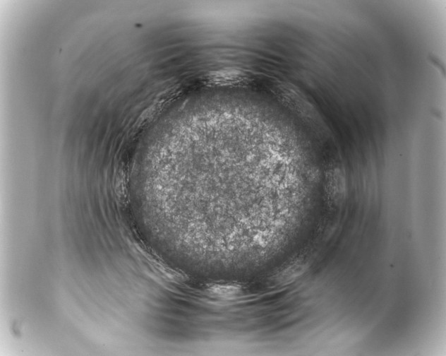 X0000100220653200806271728