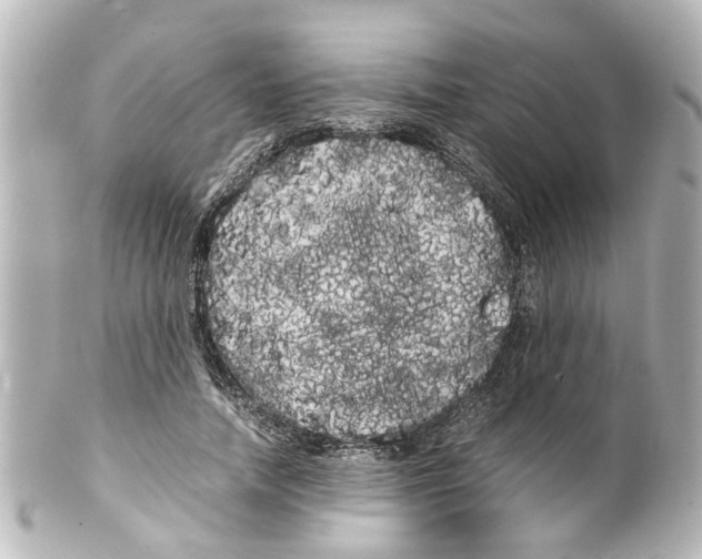 X0000100220738200806271727