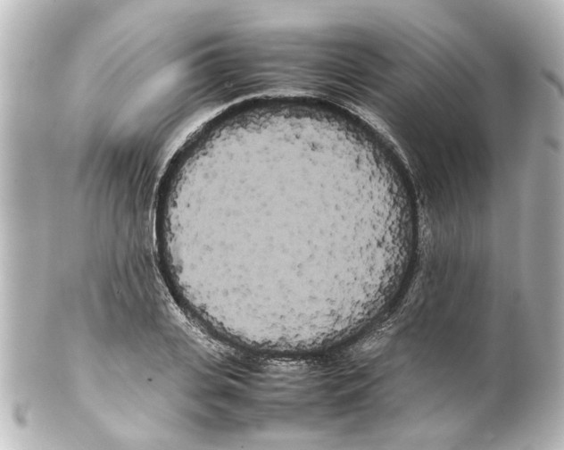 X0000100220935200806271724