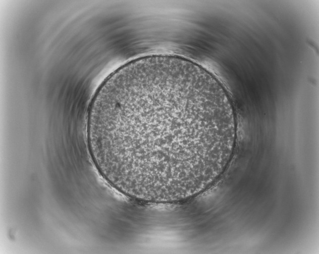 X0000100220950200806271724