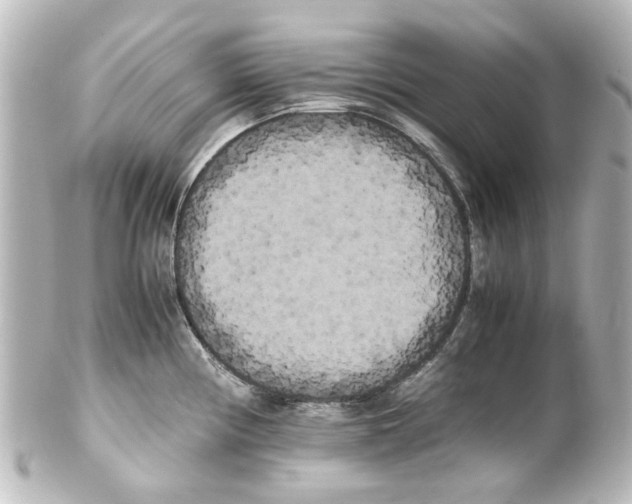 X0000100221194200806271720