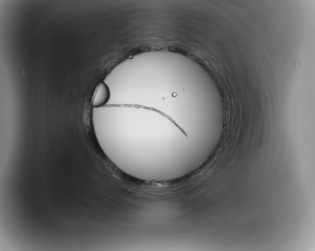 X0000100230768200805300725