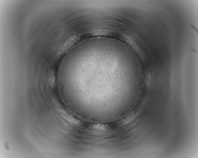 X0000100230261200805301418