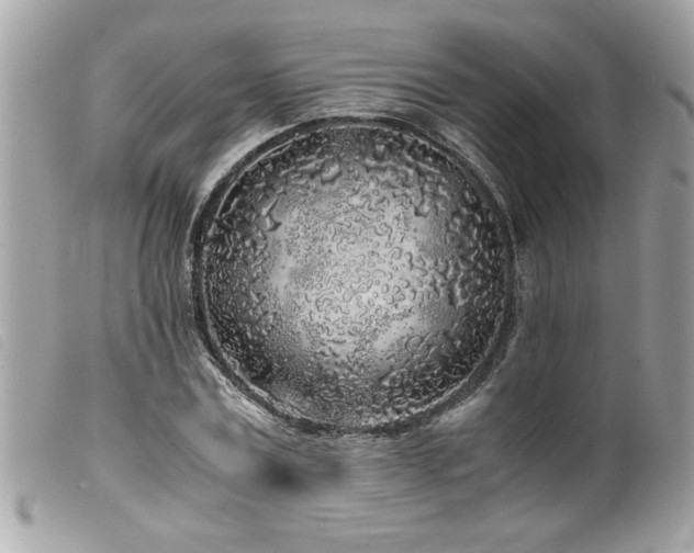 X0000100230779200805301411
