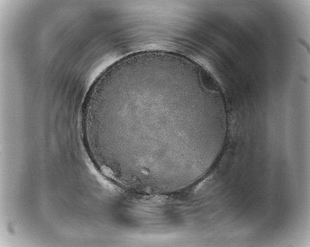X0000100230991200805301409